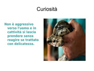 Curiosità
Non è aggressivo
verso l'uomo e in
cattività si lascia
prendere senza
reagire se trattato
con delicatezza.
 