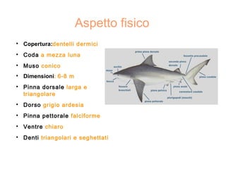 Aspetto fisico

Copertura:dentelli dermici

Coda a mezza luna

Muso conico

Dimensioni: 6-8 m

Pinna dorsale larga e
triangolare

Dorso grigio ardesia

Pinna pettorale falciforme

Ventre chiaro

Denti triangolari e seghettati
 