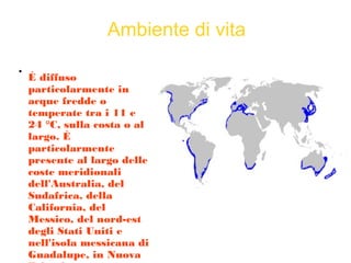Ambiente di vita

È diffuso
particolarmente in
acque fredde o
temperate tra i 11 e
24 °C, sulla costa o al
largo. È
particolarmente
presente al largo delle
coste meridionali
dell'Australia, del
Sudafrica, della
California, del
Messico, del nord-est
degli Stati Uniti e
nell'isola messicana di
Guadalupe, in Nuova
 