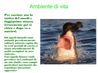 Ambiente di vita
Per cacciare usa la
tattica del mordi e
fuggi:prima attacca
ferocemente poi si
ritira e dopo va a
nutrirsi.
Gli squali bianchi sono
animali prevalentemente
solitari, tuttavia capita che
in certi periodi di caccia vi
siano assembramenti di
molti esemplari in aree
ristrette.
Uno squalo bianco vuole
prevalere nei confronti di
un suo simile, esso compie
particolari movimenti che
segnalano intenzioni
aggressive
 
