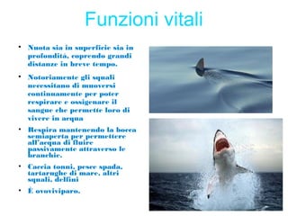 Funzioni vitali

Nuota sia in superficie sia in
profondità, coprendo grandi
distanze in breve tempo.

Notoriamente gli squali
necessitano di muoversi
continuamente per poter
respirare e ossigenare il
sangue che permette loro di
vivere in acqua
• Respira mantenendo la bocca
semiaperta per permettere
all’acqua di fluire
passivamente attraverso le
branchie.
• Caccia tonni, pesce spada,
tartarughe di mare, altri
squali, delfini
• È ovoviviparo.
 