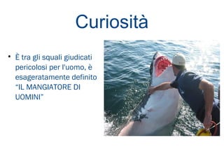 Curiosità

È tra gli squali giudicati
pericolosi per l'uomo, è
esageratamente definito
“IL MANGIATORE DI
UOMINI”
 
