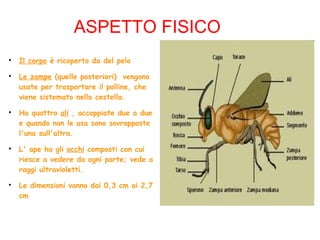 ASPETTO FISICO

Il corpo è ricoperto da del pelo

Le zampe (quelle posteriori) vengono
usate per trasportare il polline, che
viene sistemato nella cestella.

Ha quattro ali , accoppiate due a due
e quando non le usa sono sovrapposte
l'una sull'altra.

L' ape ha gli occhi composti con cui
riesce a vedere da ogni parte; vede a
raggi ultravioletti.

Le dimensioni vanno dai 0,3 cm ai 2,7
cm
 
