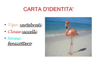 CARTA D'IDENTITA'

Tipo: vertebrati

Classe:uccelli

Nome:
fenicottero
 