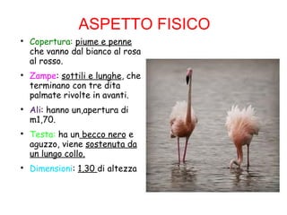 ASPETTO FISICO

Copertura: piume e penne
che vanno dal bianco al rosa
al rosso.

Zampe: sottili e lunghe, che
terminano con tre dita
palmate rivolte in avanti.

Ali: hanno un,apertura di
m1,70.

Testa: ha un becco nero e
aguzzo, viene sostenuta da
un lungo collo.

Dimensioni: 1,30 di altezza
 