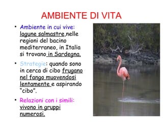 AMBIENTE DI VITA

Ambiente in cui vive:
lagune salmastre,nelle
regioni del bacino
mediterraneo, in Italia
si trovano in Sardegna.

Strategie: quando sono
in cerca di cibo frugano
nel fango muovendosi
lentamente e aspirando
“cibo”.

Relazioni con i simili:
vivono in gruppi
numerosi.
 