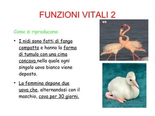 FUNZIONI VITALI 2
Come si riproducono:

I nidi sono fatti di fango
compatto e hanno la forma
di tumulo con una cima
concava nella quale ogni
singolo uovo bianco viene
deposto.

La femmina depone due
uova che, alternandosi con il
maschio, cova per 30 giorni.
 