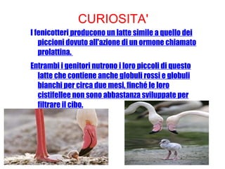 CURIOSITA'
I fenicotteri producono un latte simile a quello dei
piccioni dovuto all'azione di un ormone chiamato
prolattina.
Entrambi i genitori nutrono i loro piccoli di questo
latte che contiene anche globuli rossi e globuli
bianchi per circa due mesi, finché le loro
cistifellee non sono abbastanza sviluppate per
filtrare il cibo.
 