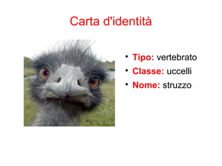 Carta d'identità

Tipo: vertebrato

Classe: uccelli

Nome: struzzo
 