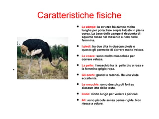 Caratteristiche fisiche

 Le zampe: lo struzzo ha zampe molto
lunghe per poter fare ampie falcate in piena
corsa. La base delle zampe è ricoperta di
squame rosse nel maschio e nere nella
femmina.
 I piedi: ha due dita in ciascun piede e
questo gli permette di correre molto veloce.
 Le cosce: sono molto muscolose per
correre veloce.
 La pelle: il maschio ha la pelle blu o rosa e
la femmina grigio-rosa.
 Gli occhi: grandi e rotondi. Ha una vista
eccellente.
 Le orecchie: sono due piccoli fori su
ciascun lato della testa.
 Collo: molto lungo per vedere i pericoli.
 Ali: sono piccole senza penne rigide. Non
riesce a volare.
 