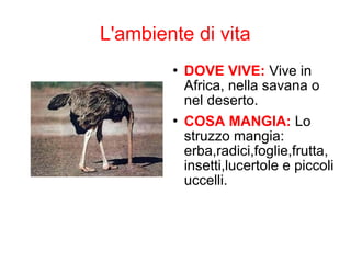 L'ambiente di vita
 DOVE VIVE: Vive in
Africa, nella savana o
nel deserto.
 COSA MANGIA: Lo
struzzo mangia:
erba,radici,foglie,frutta,
insetti,lucertole e piccoli
uccelli.
 