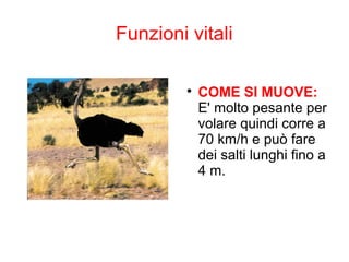 Funzioni vitali

COME SI MUOVE:
E' molto pesante per
volare quindi corre a
70 km/h e può fare
dei salti lunghi fino a
4 m.
 