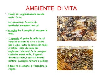 AMBIENTE DI VITA

Hanno un' organizzazione sociale
molto forte:

La comunità è formata da
moltissimi esemplari tra cui:
- la regina ha il compito di deporre le
uova;
- l' operaia di pulire le celle in cui
vengono deposte le uova e quelle
per il cibo, nutre le larve con miele
e polline, esce dal nido per
esplorare i dintorni,fa la cera per
costruire nuove celle, l'operaia
diventa soldato,l'operaia diventa
bottina: raccoglie nettare e polline;
- il fuco ha il compito di fecondare la
regina.
 