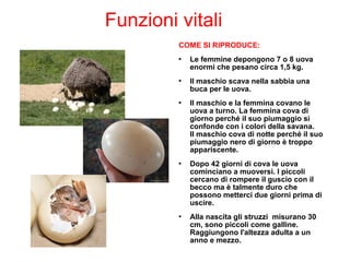 Funzioni vitali
COME SI RIPRODUCE:
 Le femmine depongono 7 o 8 uova
enormi che pesano circa 1,5 kg.
 Il maschio scava nella sabbia una
buca per le uova.
 Il maschio e la femmina covano le
uova a turno. La femmina cova di
giorno perché il suo piumaggio si
confonde con i colori della savana.
Il maschio cova di notte perché il suo
piumaggio nero di giorno è troppo
appariscente.
 Dopo 42 giorni di cova le uova
cominciano a muoversi. I piccoli
cercano di rompere il guscio con il
becco ma è talmente duro che
possono metterci due giorni prima di
uscire.
 Alla nascita gli struzzi misurano 30
cm, sono piccoli come galline.
Raggiungono l'altezza adulta a un
anno e mezzo.
 