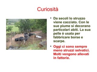 Curiosità

Da secoli lo struzzo
viene cacciato. Con le
sue piume si decorano
particolari abiti. La sua
pelle è usata per
fabbricare borse e
scarpe.

Oggi ci sono sempre
meno struzzi selvatici.
Molti vengono allevati
in fattorie.
 