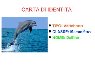 CARTA DI IDENTITA’
TIPO: Vertebrato
CLASSE: Mammifero
NOME: Delfino
 