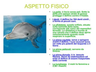 ASPETTO FISICO
• La pelle: è liscia senza peli. Sotto la
pelle,uno spesso strato di grasso
protegge il delfino contro il freddo.
• I denti: il delfino ha 164 denti simili ,
a forma di piccoli coni.
• Lo sfiatatoio: questo orifizio, situato
sulla sommità della testa,
corrisponde alle narici dei mammiferi
terrestri. Lo sfiatatoio è munito di
una valvola che il delfino deve aprire
volontariamente quando vuole
respirare in superficie.
• La pinna caudale: serve a spingere
avanti il delfino. I suoi muscoli sono
sei volte più potenti del leopardo o il
leone .
• Le pinne pettorali: servono da
timone.
• La pinna dorsale: è in tessuto
fibroso. Serve da stabilizzatore ed
evita al delfino di essere trasportato
dalla corrente
• La lunghezza: 2 metri le femmine e
2,50 i maschi.
 