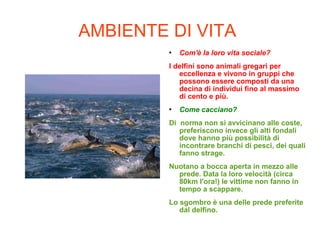 AMBIENTE DI VITA
 Com'è la loro vita sociale?
I delfini sono animali gregari per
eccellenza e vivono in gruppi che
possono essere composti da una
decina di individui fino al massimo
di cento e più.
 Come cacciano?
Di norma non si avvicinano alle coste,
preferiscono invece gli alti fondali
dove hanno più possibilità di
incontrare branchi di pesci, dei quali
fanno strage.
Nuotano a bocca aperta in mezzo alle
prede. Data la loro velocità (circa
80km l'ora!) le vittime non fanno in
tempo a scappare.
Lo sgombro è una delle prede preferite
dal delfino.
 