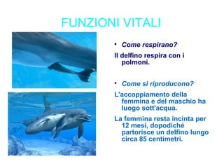 FUNZIONI VITALI

Come respirano?
Il delfino respira con i
polmoni.

Come si riproducono?
L'accoppiamento della
femmina e del maschio ha
luogo sott'acqua.
La femmina resta incinta per
12 mesi, dopodiché
partorisce un delfino lungo
circa 85 centimetri.
 