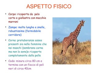 ASPETTO FISICO

Corpo: ricoperto da pelo
corto e giallastro con macchie
marroni

Zampe: molto lunghe e snelle,
robustissime (formidabile
corridore)

Corna: protuberanze ossee
presenti sia nelle femmine che
nei maschi (sembrano corna
ma non lo sono)e ricoperte
completamente dalla pelle

Coda: misura circa 80 cm e
termina con un fiocco di peli
neri di circa 40cm
 