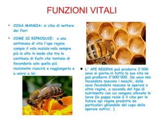 FUNZIONI VITALI

COSA MANGIA: si ciba di nettare
dei fiori

COME SI RIPRODUCE: a una
settimana di vita l'ape regina
compie il volo nuziale:vola sempre
più in alto in modo che tra le
centinaia di fuchi che tentano di
fecondarla solo quello più
resistente riuscirà a raggiungerla e
a unirsi a lei.
 L' APE REGINA può produrre 2'000
uova ai giorno,in tutta la sua vita ne
può produrre 2'000'000. Da uova non
fecondate nascono i maschi, dalle
uova fecondate nascono le operaie o
altre regine, a seconda del tipo di
nutrimento con cui vengono allevate le
larve (la pappa reale è il cibo per le
future api regine prodotta da
particolari ghiandole del capo delle
operaie nutrici. )
 