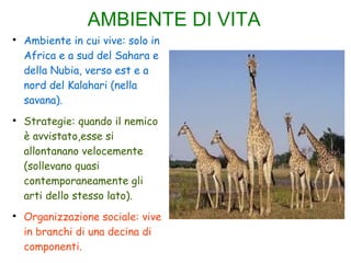AMBIENTE DI VITA

Ambiente in cui vive: solo in
Africa e a sud del Sahara e
della Nubia, verso est e a
nord del Kalahari (nella
savana).

Strategie: quando il nemico
è avvistato,esse si
allontanano velocemente
(sollevano quasi
contemporaneamente gli
arti dello stesso lato).

Organizzazione sociale: vive
in branchi di una decina di
componenti.
 
