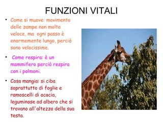 FUNZIONI VITALI

Come si muove: movimento
delle zampe non molto
veloce, ma ogni passo è
enormemente lungo, perciò
sono velocissime.

Come respira: è un
mammifero perciò respira
con i polmoni.

Cosa mangia: si ciba
soprattutto di foglie e
ramoscelli di acacia,
leguminose ad albero che si
trovano all'altezza della sua
testa.
 