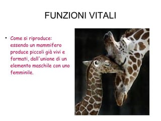 FUNZIONI VITALI

Come si riproduce:
essendo un mammifero
produce piccoli già vivi e
formati, dall'unione di un
elemento maschile con uno
femminile.
 