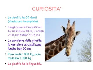 CURIOSITA'

La giraffa ha 32 denti
(dentatura incompleta).

Lunghezza dell'intestino:il
tenue misura 48 m, il crasso
28 m (un totale di 76 m).

Lo scheletro della giraffa:
le vertebre cervicali sono
lunghe ben 30 cm.

Peso medio: 800 Kg, peso
massimo 1 000 Kg.

La giraffa ha la lingua blu.
 
