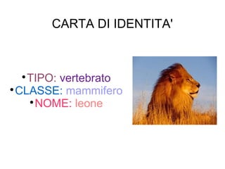 CARTA DI IDENTITA'

TIPO: vertebrato

CLASSE: mammifero

NOME: leone
 