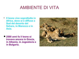 AMBIENTE DI VITA

Il leone vive soprattutto in
Africa, dove si è diffuso a
Sud del deserto del
Sahara, in Marocco e in
Asia.
2500 anni fa il leone si
trovava ancora in Grecia,
in Albania, in Jugoslavia e
in Bulgaria.
 
