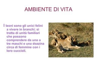 AMBIENTE DI VITA
I leoni sono gli unici felini
a vivere in branchi; si
tratta di unità familiari
che possono
comprendere da uno a
tre maschi e una dozzina
circa di femmine con i
loro cuccioli.
 