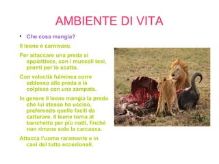 AMBIENTE DI VITA

Che cosa mangia?
Il leone è carnivoro.
Per attaccare una preda si
appiattisce, con i muscoli tesi,
pronti per lo scatto.
Con velocità fulminea corre
addosso alla preda e la
colpisce con una zampata.
In genere il leone mangia la preda
che lui stesso ha ucciso,
preferendo quelle facili da
catturare. Il leone torna al
banchetto per più notti, finché
non rimane solo la carcassa.
Attacca l’uomo raramente e in
casi del tutto eccezionali.
 