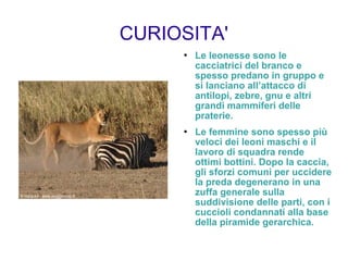 CURIOSITA'
 Le leonesse sono le
cacciatrici del branco e
spesso predano in gruppo e
si lanciano all’attacco di
antilopi, zebre, gnu e altri
grandi mammiferi delle
praterie.
 Le femmine sono spesso più
veloci dei leoni maschi e il
lavoro di squadra rende
ottimi bottini. Dopo la caccia,
gli sforzi comuni per uccidere
la preda degenerano in una
zuffa generale sulla
suddivisione delle parti, con i
cuccioli condannati alla base
della piramide gerarchica.
 