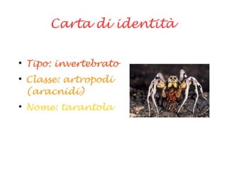 Carta di identità

Tipo: invertebrato

Classe: artropodi
(aracnidi)

Nome: tarantola
 