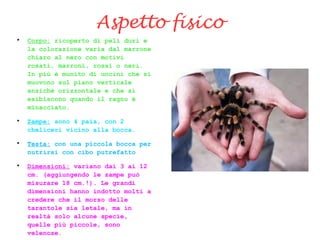Aspetto fisico

Corpo: ricoperto di peli duri e
la colorazione varia dal marrone
chiaro al nero con motivi
rosati, marroni, rossi o neri.
In più è munito di uncini che si
muovono sul piano verticale
anziché orizzontale e che si
esibiscono quando il ragno è
minacciato.

Zampe: sono 4 paia, con 2
cheliceri vicino alla bocca.

Testa: con una piccola bocca per
nutrirsi con cibo putrefatto

Dimensioni: variano dai 3 ai 12
cm. (aggiungendo le zampe può
misurare 18 cm.!). Le grandi
dimensioni hanno indotto molti a
credere che il morso delle
tarantole sia letale, ma in
realtà solo alcune specie,
quelle più piccole, sono
velenose.
 