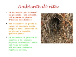 Ambiente di vita

La tarantola può trovarsi
su pietraie, tra arbusti,
tra erbacee e pinete
d'Europa meridionale

Per catturare le prede il
ragno si nasconde nella
propria tana, profonda 20
cm circa, e aspetta
qualche preda.

La tarantola è ghiotta di
insetti e in inverno
digiuna chiudendosi nella
sua tana mettendo
all'entrata sostanze
vegetali secche.
 
