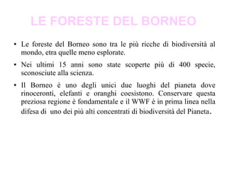 LE FORESTE DEL BORNEO
● Le foreste del Borneo sono tra le più ricche di biodiversità al
mondo, etra quelle meno esplorate.
● Nei ultimi 15 anni sono state scoperte più di 400 specie,
sconosciute alla scienza.
● Il Borneo è uno degli unici due luoghi del pianeta dove
rinoceronti, elefanti e oranghi coesistono. Conservare questa
preziosa regione è fondamentale e il WWF è in prima linea nella
difesa di uno dei più alti concentrati di biodiversità del Pianeta.
 