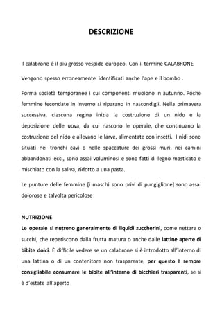 DESCRIZIONE
Il calabrone è il più grosso vespide europeo. Con il termine CALABRONE
Vengono spesso erroneamente identificati anche l’ape e il bombo .
Forma società temporanee i cui componenti muoiono in autunno. Poche
femmine fecondate in inverno si riparano in nascondigli. Nella primavera
successiva, ciascuna regina inizia la costruzione di un nido e la
deposizione delle uova, da cui nascono le operaie, che continuano la
costruzione del nido e allevano le larve, alimentate con insetti. I nidi sono
situati nei tronchi cavi o nelle spaccature dei grossi muri, nei camini
abbandonati ecc., sono assai voluminosi e sono fatti di legno masticato e
mischiato con la saliva, ridotto a una pasta.
Le punture delle femmine [i maschi sono privi di pungiglione] sono assai
dolorose e talvolta pericolose
NUTRIZIONE
Le operaie si nutrono generalmente di liquidi zuccherini, come nettare o
succhi, che reperiscono dalla frutta matura o anche dalle lattine aperte di
bibite dolci. È difficile vedere se un calabrone si è introdotto all’interno di
una lattina o di un contenitore non trasparente, per questo è sempre
consigliabile consumare le bibite all’interno di bicchieri trasparenti, se si
è d’estate all’aperto
 