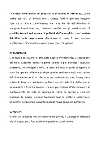 I calabroni sono inoltre dei predatori e si nutrono di altri insetti, come
anche dei resti di animali morti. Queste fonti di proteine vengono
riportate al nido e somministrate alle larve. Per via dell’abitudine di
mangiare insetti infestanti, risultano benefici per gli esseri umani. È
possibile trovarli nei cassonetti pubblici dell’immondizia o nel secchio
dei rifiuti della propria casa, alla ricerca di carne. È bene svuotare
regolarmente l’immondizia e coprirla con coperchi sigillanti.
RIPRODUZIONE
E’ la regina ad avviare, in primavera dopo lo svernamento, la costruzione
del nido: dapprima edifica le prime cellette e poi allestisce l’involucro
protettivo, che avvolgerà il nido. La regina è l’unica in grado di deporre le
uova. Le operaie collaborano, dopo qualche settimana, nella costruzione
del nido allestendo altre cellette, e, successivamente, sono impegnate a
nutrire le larve e a mantenere pulito il vespaio. Alla fine dell’estate vi
sono maschi e femmine fecondi, che non partecipano all’allestimento e al
mantenimento del nido. In autunno la regina, le operaie e i maschi
muoiono. Le giovani femmine fecondate sono le uniche a sopravvivere
all’inverno, assicurando in questo modo la nuova colonia in primavera.
CURIOSITA’
In teoria il calabrone non potrebbe volare perché, il suo peso in relazione
alle ali troppo poco forti sarebbe impossibile alzarsi in volo
 