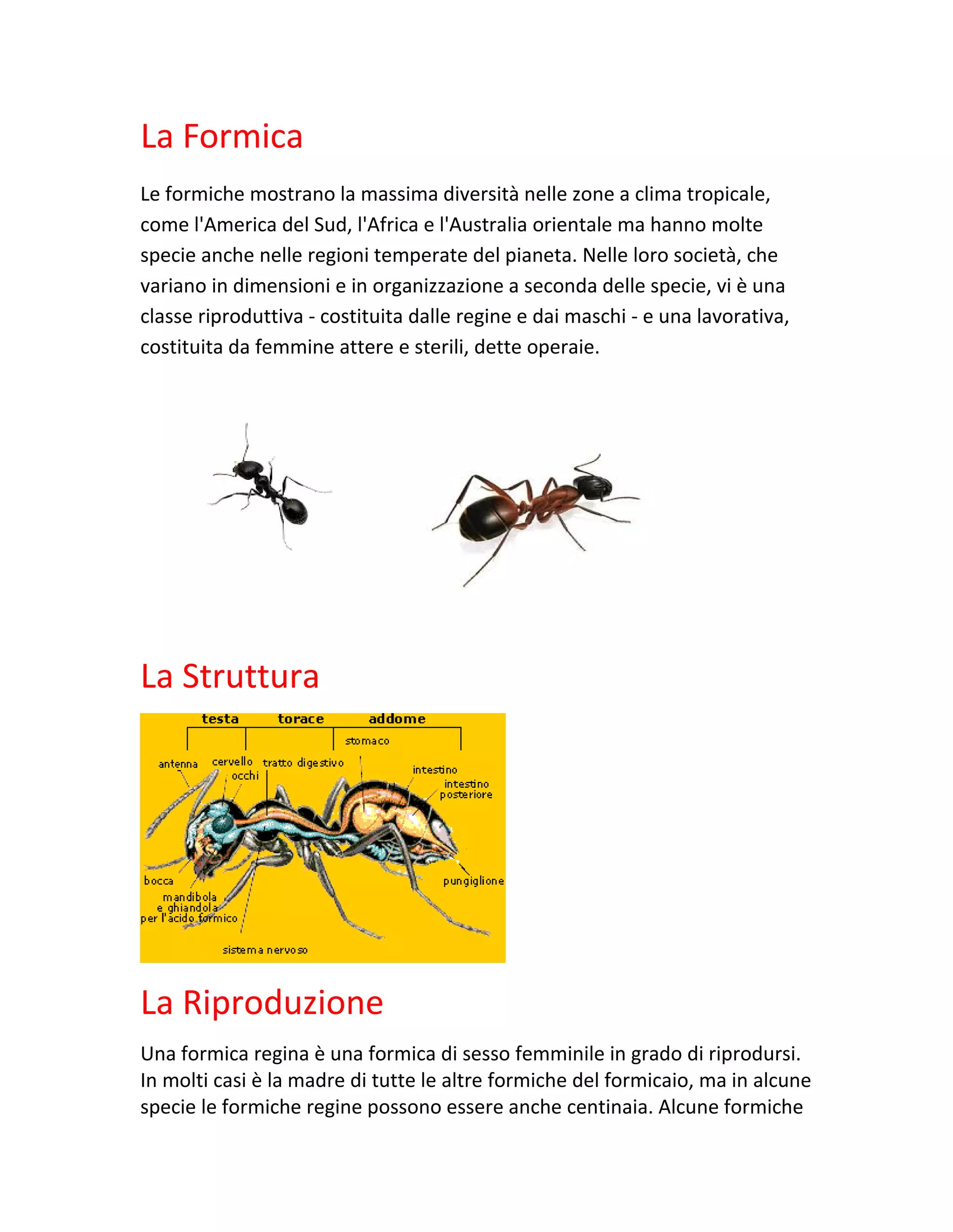 Ricerca sulle formiche | RTF