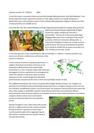 Edoardo Corrada 2^D 17/04/18 MAIS
Il mais (Zea mays) è una pianta erbacea annuale della famiglia delle graminacee, tribù delle Maydeae. È uno
dei più importanti cereali, largamente coltivato sia nelle regioni tropicali sia in quelle temperate, in
quest'ultimo caso a ciclo primavera-estate. È stato coltivato dalle popolazioni indigene in Messico centrale
in tempi preistorici circa 10.000 anni fa.
Ciclo vitale del mais: Germinazione(Nascita primi germogli) Attecchimento(Primo sviluppo della pianta [56
foglie] fase delicata) Sviluppo vegetativo(8-10 foglie)
Levata( Fase rapida, allungano gli internodi “a
cannocchiale”. Termina con la fuoriuscita della spiga)
Allegagione(fase dove inizia a svilupparsi frutto quindi
successiva a fioritura) Formazione della granella.. La
maturazione fisiologica (Si colloca fra lo stadio ceroso e
quello di morte. Nel mais per la produzione di granella
secca il grado di umidità tale da essere conservato è sul
15%. Umidità commerciale: 15,5%)
Il mais come già visto si iniziò a domesticare in Messico dai Maya e si diffuse in America centrale e sud,
alcune zone africane, mediterraneo sud Australia, India,
sud Cina e Indonesia.
Il seme necessita di almeno 12 gradi per germinare e ci
vogliono 18 gradi per permettere la fioritura, la sua
temperatura ideale durante la formazione della
pannocchia è tra i 20 e i 25 gradi, troppo caldo estivo può
danneggiare la coltura, soprattutto se accompagnato da
aridità. Per coltivare il mais serve anche una buona
esposizione al sole, mentre bisogna fare attenzione
perché essendo una pianta ad alto fusto un forte vento potrebbe rompere lo stelo.
Non dobbiamo dimenticare che il mais è una pianta della famiglia delle graminacee, non rinnega la sua
parentela con la fastidiosa erbaccia adattandosi ad ogni tipo di terra. Le esigenze del grano turco sono una
terra drenante, possibilmente sciolta e ricca di nutrimento. Per preparare il terreno dell’orto alla semina del
mais si deve vangare in profondità, essendo il seme di buone dimensioni non è necessario affinare
particolarmente il letto di semina, basterà una rastrellata sommaria. Aiuta molto la produzione incorporare
compost o letame maturo come concimazione
durante la lavorazione della terra che precede la
semina.
Quando raccogliere il mais. Dalla semina alla raccolta
del mais ci vogliono circa sei mesi, anche se esistono
varietà più precoci. Il granoturco è pronto per il
raccolto quando la pannocchia raggiunge la giusta
dimensione e i granelli assumono il giusto colore (a
seconda della varietà).
 