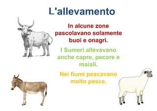 L'allevamento
     In alcune zone
 pascolavano solamente
      buoi e onagri.
  I Sumeri allevavano
 anche capre, pecore e
        maiali.
  Nei fiumi pescavano
      molto pesce.
 