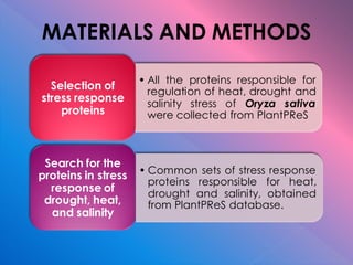 MATERIALS AND METHODS
• All the proteins responsible for
regulation of heat, drought and
salinity stress of Oryza sativa
were collected from PlantPReS
Selection of
stress response
proteins
• Common sets of stress response
proteins responsible for heat,
drought and salinity, obtained
from PlantPReS database.
Search for the
proteins in stress
response of
drought, heat,
and salinity
 