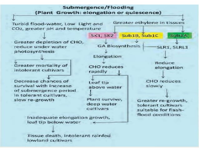 submergence tolerance in rice - sub 1 | PPTX | Genetics | Science