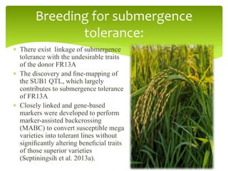 submergence tolerance in rice - sub 1 | PPTX