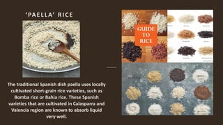 Rice varieties | PDF | Agriculture | Industries