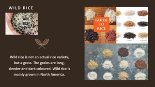 Wild Rice Color Variations Rice varieties | PDF