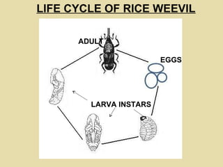 LIFE CYCLE OF RICE WEEVIL
ADULT
LARVA INSTARS
EGGS
ADULT
 