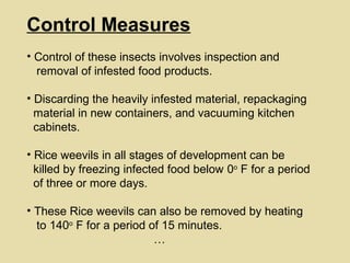 Control Measures
• Control of these insects involves inspection and
removal of infested food products.
• Discarding the heavily infested material, repackaging
material in new containers, and vacuuming kitchen
cabinets.
• Rice weevils in all stages of development can be
killed by freezing infected food below 0o
F for a period
of three or more days.
• These Rice weevils can also be removed by heating
to 140o
F for a period of 15 minutes.
…
 